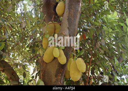 ANG77759 Jack Fruit Artocarpus Intergrifolius Jackfrucht wächst auf dem Baum Stockfoto