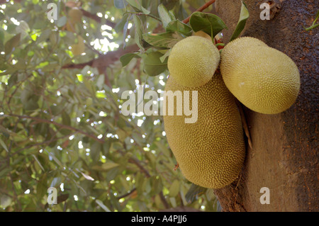 ANG77760 Jack Fruit Artocarpus Intergrifolius Jackfrucht wächst auf dem Baum Stockfoto