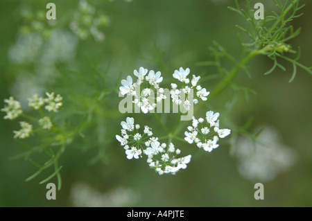Gewürz Koriander Coriandrum Sativum Pflanzen und Blumen Stockfoto