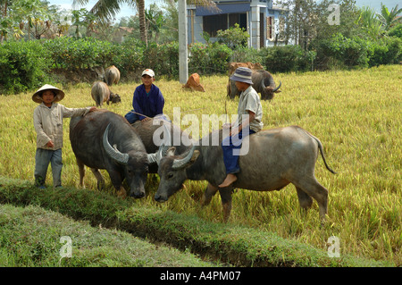 Wasserbüffel Jungs in zentralen Vietnam South East Asia Stockfoto