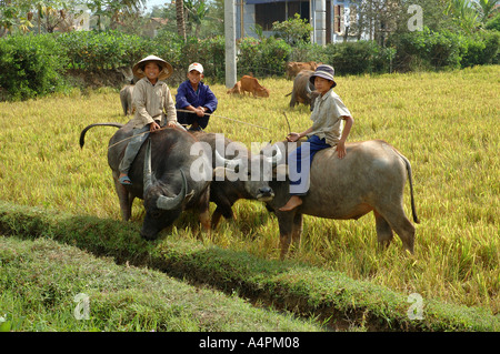 Wasserbüffel Jungs in zentralen Vietnam South East Asia Stockfoto