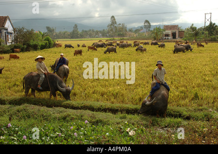 Wasserbüffel Jungs in zentralen Vietnam South East Asia Stockfoto