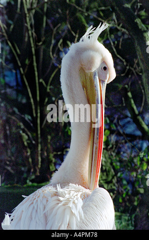 Pelikan putzen Stockfoto