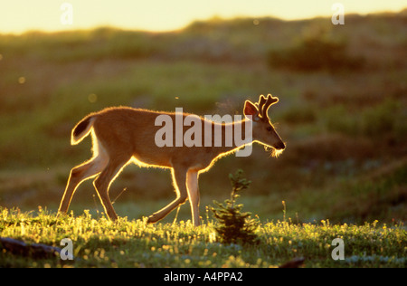 Hinterleuchtete Blacktail oder Mule Deer buck Bummel durch Almwiese in Olympic Nationalpark Washington USA Stockfoto