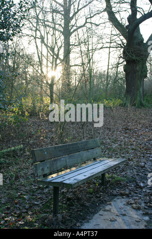 Eine Parkbank in Kenwood Wäldern in Hampstead Heath, London, UK. Stockfoto