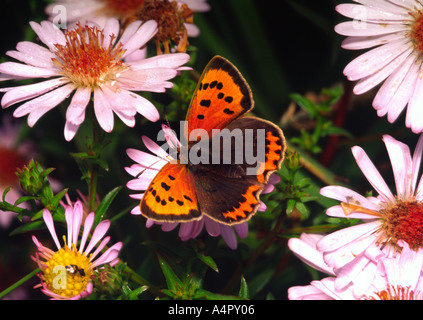 Kleine Kupfer Schmetterling auf Michaeli Gänseblümchen Stockfoto