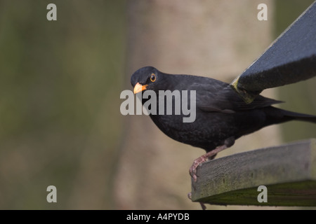 Amsel, die auf der Suche nach einem leckeren snack Stockfoto