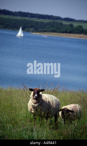 Schafe weiden Weide Rutland Wasser uk Stockfoto