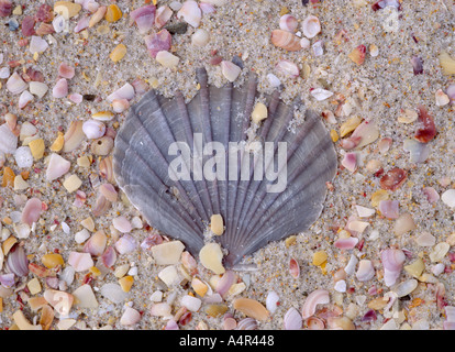 die Hälfte begraben schwarz Jakobsmuschel am Strand während Strandläufer Stockfoto