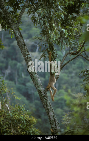 NÖRDLICHEN WOLLIG Klammeraffe oder MURIQUI, Caratinga Reserve Atlantischer Regenwald-Mata Atlantica-SE-Brasilien Stockfoto
