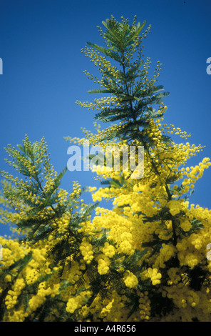 Mimosa Stockfoto