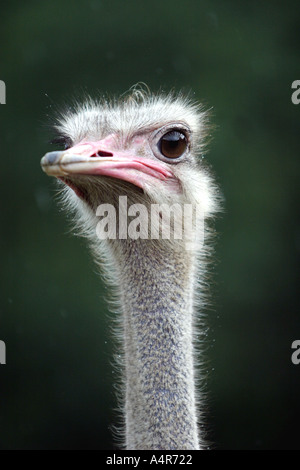 Vogel Strauß den Kopf in die Kamera schauen Stockfoto
