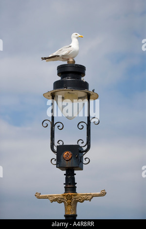 Silbermöwe Larus Argentatus thront auf eine Straßenlaterne in Whitby North Yorkshire UK England Stockfoto