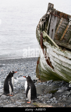 Zwei Gentoo Penguins neben einem alten Walfang Boot auf Deception Island in South Shetland-Inseln in der Antarktis Stockfoto