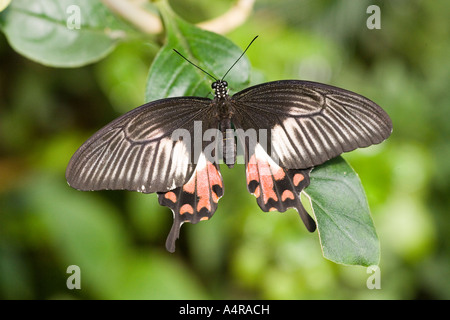 Die gemeinsame Mormone Papilio Polytes ist eine häufige Art der Schwalbenschwanz-Schmetterling in ganz Asien weit verbreitet Stockfoto