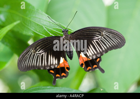 Die gemeinsame Mormone Papilio Polytes ist eine häufige Art der Schwalbenschwanz-Schmetterling in ganz Asien weit verbreitet Stockfoto