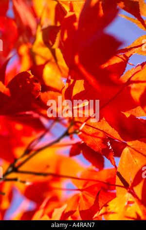 Eine verschwommene Nahaufnahme ein goldener Herbst rot / orange gefärbt farbigen Acer japanischer Ahorn Blätter vor blauem Himmel Stockfoto