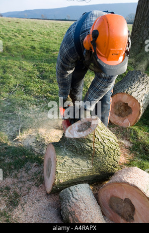 Mann mit Kettensäge zerschneiden einen gefallenen Zweig von einem Asche Baum runtergefahren starke Winde Stockfoto