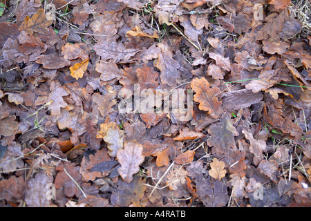 Eichenlaub in Frost bedeckt an einem kalten Wintertag Dezembertag in einem Cornish Holz. Cornwall, England, Vereinigtes Königreich Stockfoto