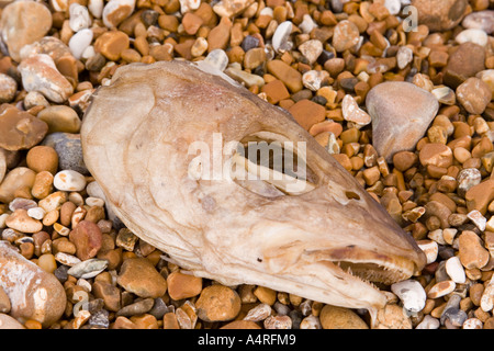 Tote Fischkopf am Kiesstrand bei Dungeness Stockfoto