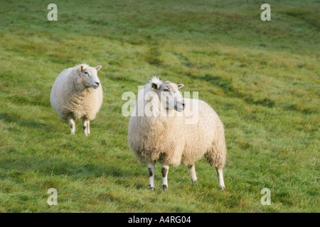 Schafe auf einem Bergbauernhof in der Yorkshire dales Stockfoto