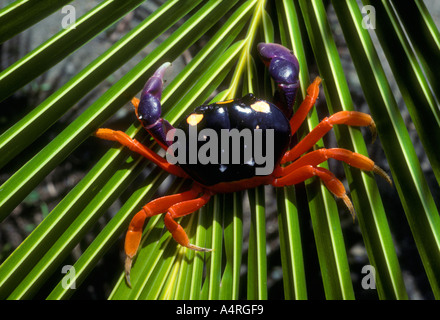 Gecarcinus quadratus, rote Land Crab in Manuel Antonio National Park, Puntarenas Provinz in Costa Rica Mittelamerika Stockfoto