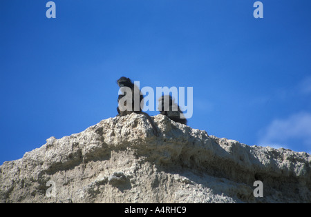 Chacma Paviane Baerenpaviane Papion Cynocephalus Ursinus Khowarib Schlucht Kaokoveld Namibia Afriica Stockfoto