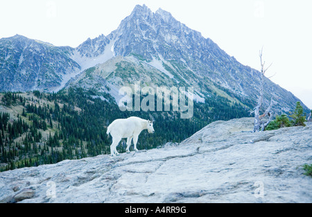 Bergziege auf felsigen Grat mit Mount Stuart zentrale Kaskaden Washington USA Stockfoto