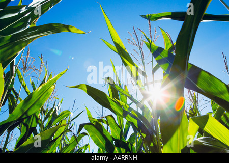 Spitzen der Maispflanzen gegen blauen Himmel mit Sonne Stockfoto