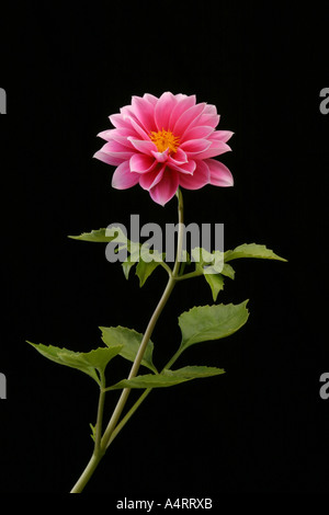 Rosa Dahlie Blüte Stockfoto