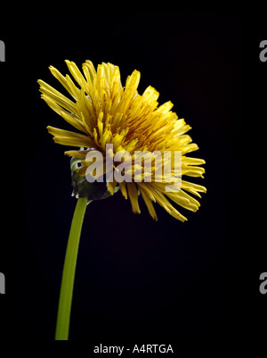 Löwenzahn Blume Stockfoto