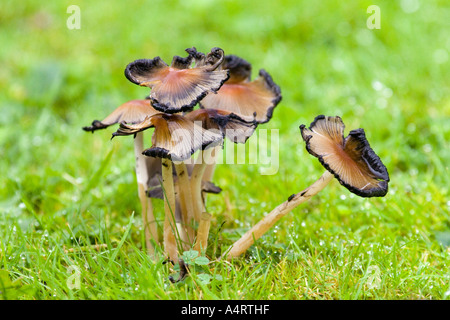 wilde Pilze Stockfoto