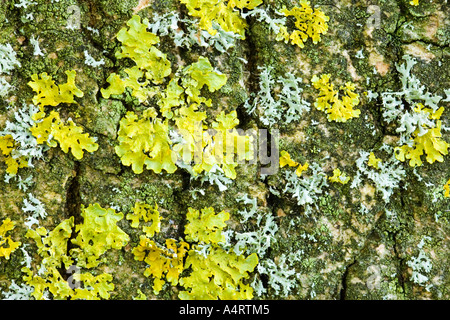 Flechten auf Baumrinde Stockfoto
