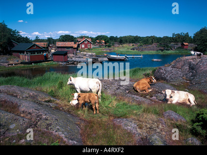 ein kleines Dorf in den Stockholmer Schären mit Rinder befindet sich auf der Insel Långviksskär in den Stockholmer Schären Stockfoto
