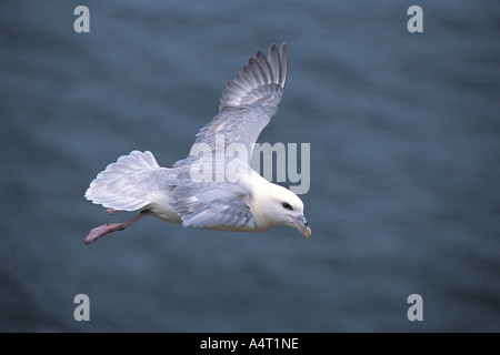 Nördlichen Fulmar Fulmarus Cyclopoida Erwachsenen im Flug Schottland Stockfoto