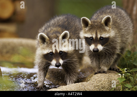 zwei gemeinsame Waschbären Procyon lotor Stockfoto