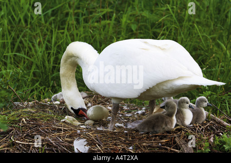 Höckerschwan mit Jungtauben und Ei im nest Cygnus olor Stockfoto