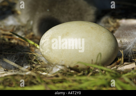 Ei von einem Höckerschwan Cygnus olor Stockfoto