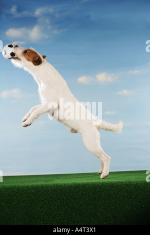 Jack Russell Terrier mit Ball im Fang Fußball-Weltmeisterschaft Stockfoto