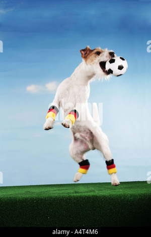 Weltmeisterschaft der Fußball fangen Ball Jack Russell Terrier Stockfoto