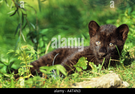 junge schwarze Panther liegend auf Wiese Panthera pardus Stockfoto