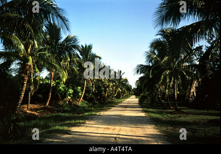 Palm Tree gesäumten Straße Stockfoto