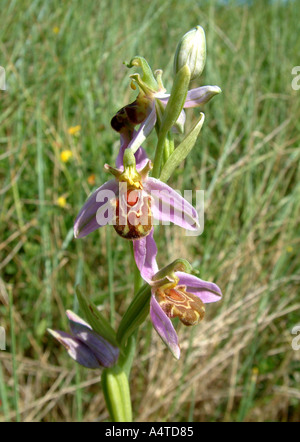 Biene-Orchidee Stockfoto