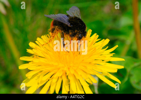 Red tailed Bumble Bee Bombus Edelsteinschleifer auf gelben Löwenzahn Blume im Feld Stockfoto
