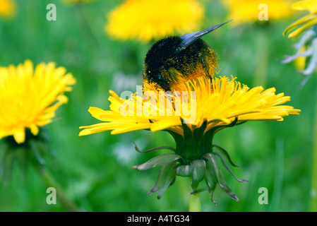 Red tailed Bumble Bee Bombus Edelsteinschleifer auf gelben Löwenzahn Blume im Feld Stockfoto