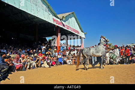 Ein Pferd-Tanz-Performance, von ausländischen Touristen Pushkar Rinder fair Pushkar Rajasthan Indien genossen Stockfoto