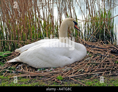 Schwan auf nest Stockfoto