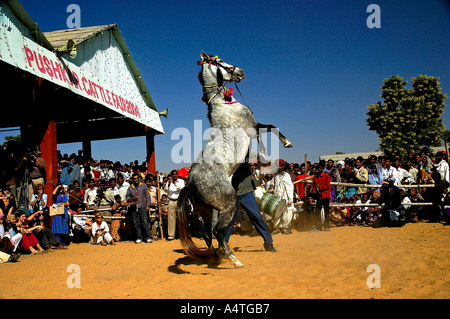 SUB98528 Pferd Tanz-Performance, von ausländischen Touristen Pushkar Rinder fair 2004 Rajasthan Indien genossen Stockfoto