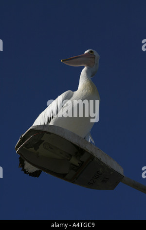 Australischer Pelikan Pelecanus Conspicillatus Straße Licht Stockfoto