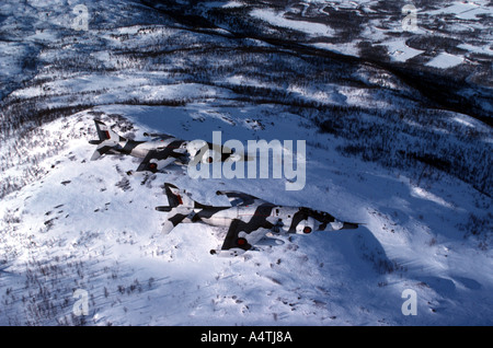 RAF Harriers im Schnee Tarnung Stockfoto